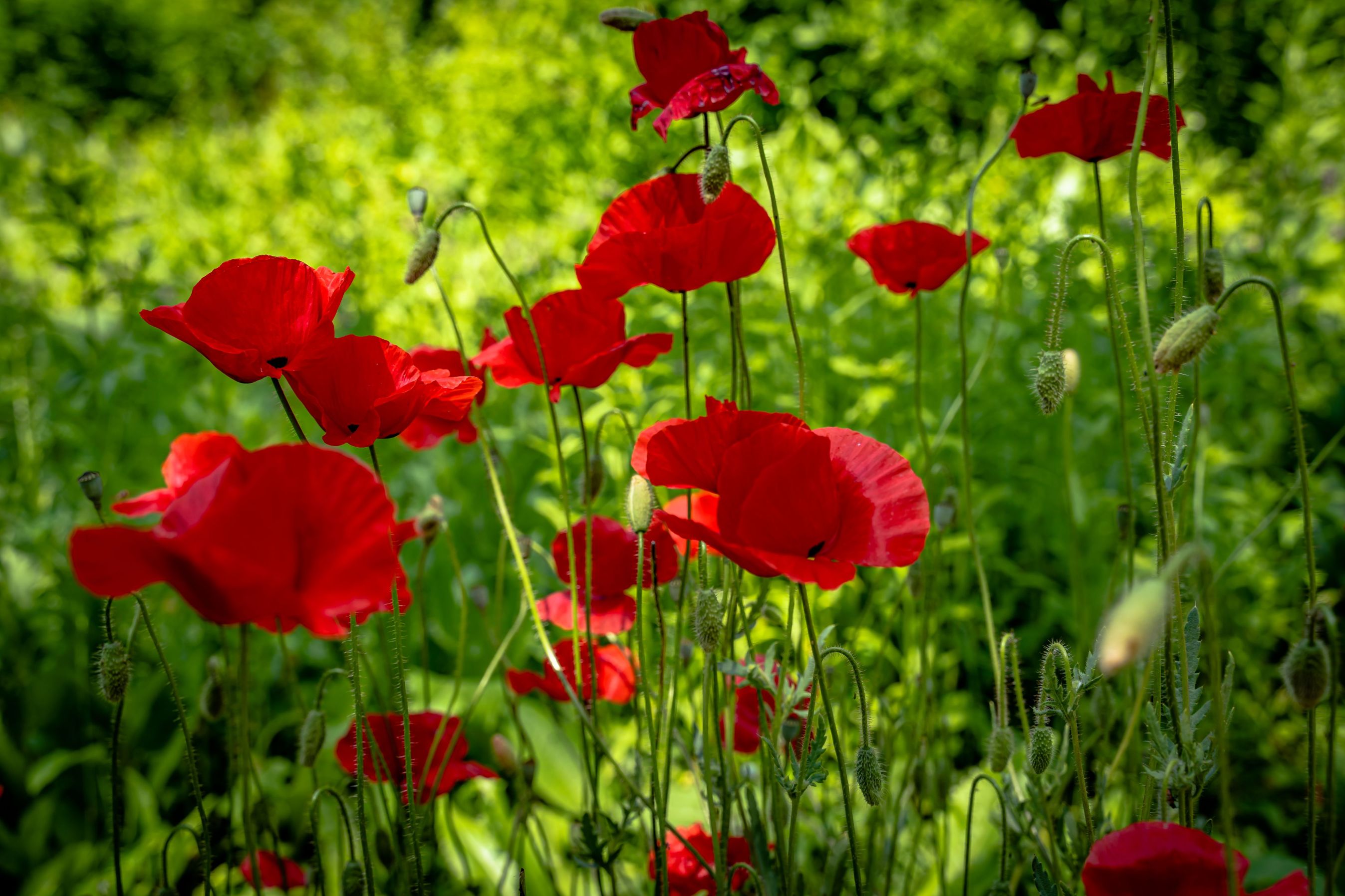 Field